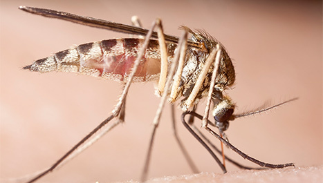 Klinička testiranja cjepiva za malariju